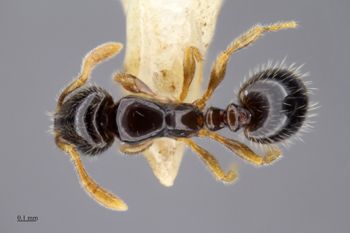 Media type: image;   Entomology 516378